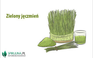 Zielony jęczmień