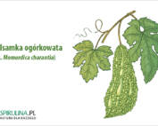 Balsamka ogórkowata