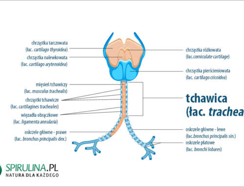 Tchawica