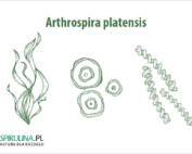Arthrospira platensis