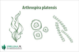 Arthrospira platensis