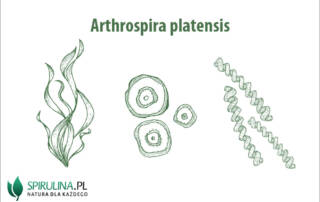 Arthrospira platensis