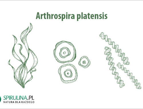Arthrospira platensis
