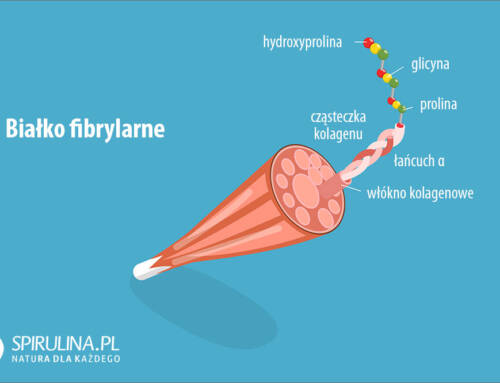 Białko fibrylarne