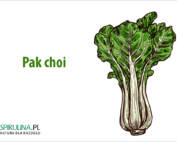 Pak choi