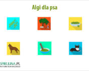 Algi dla psa