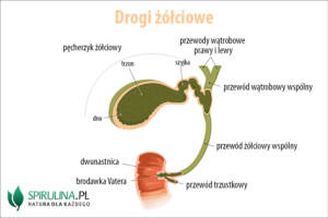 Drogi żółciowe