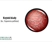 Krętek blady