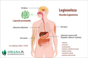 Legionella pneumophila