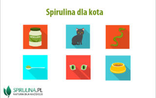 Spirulina dla kota