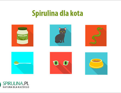 Spirulina dla kota