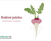 Brukiew jadalna