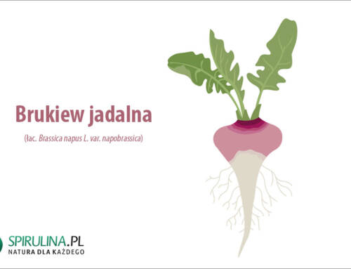 Brukiew jadalna