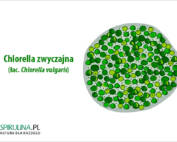 Chlorella zwyczajna