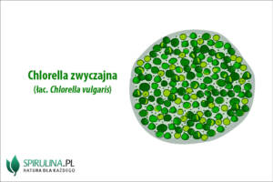 Chlorella zwyczajna