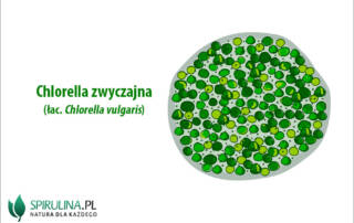 Chlorella zwyczajna