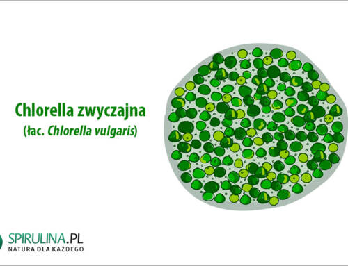 Chlorella zwyczajna