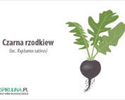 Czarna rzodkiew