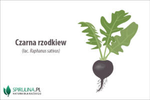 Czarna rzodkiew