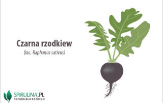 Czarna rzodkiew