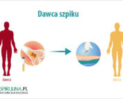 Dawca szpiku