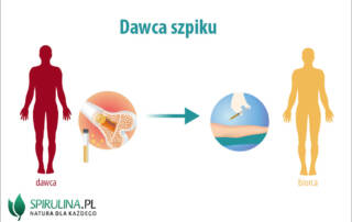 Dawca szpiku