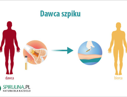 Dawca szpiku