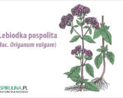 Lebiodka pospolita