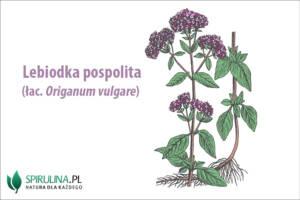 Lebiodka pospolita