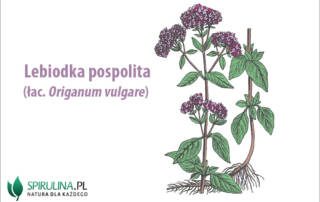 Lebiodka pospolita