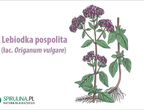 Lebiodka pospolita