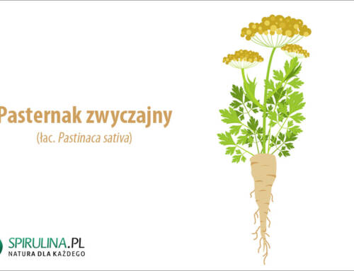 Pasternak zwyczajny