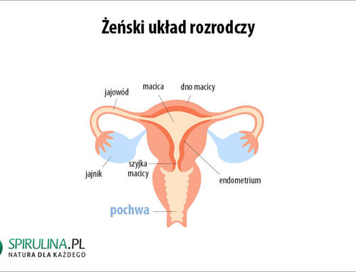 Pochwa