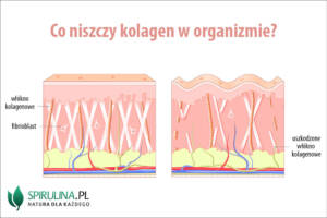 Co niszczy kolagen w organizmie?