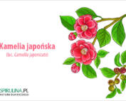 Kamelia japońska