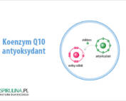 Koenzym q10 antyoksydant