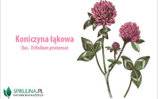 Koniczyna łąkowa