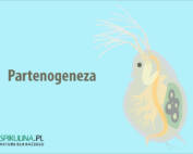 Partenogeneza