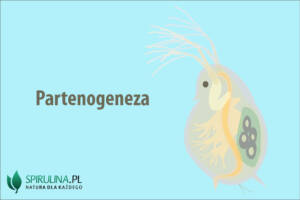 Partenogeneza