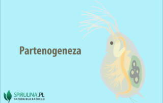 Partenogeneza