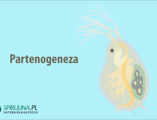 Partenogeneza