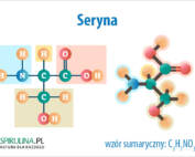 Seryna