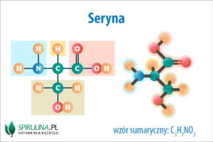 Seryna