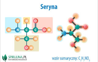 Seryna