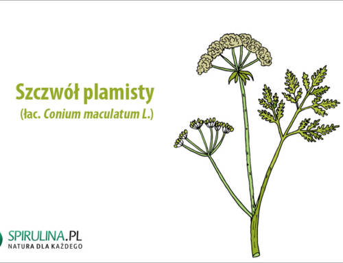 Szczwół plamisty
