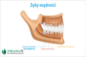 Zęby mądrości