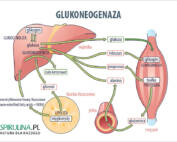 Glukoneogeneza