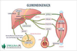 Glukoneogeneza