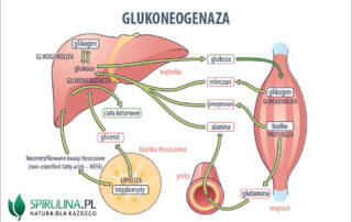 Glukoneogeneza