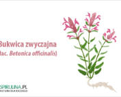 Bukwica zwyczajna